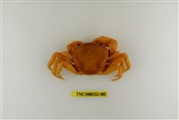 藏品(拉氏清溪蟹)的圖片